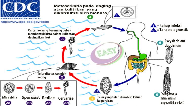 Ciri Ciri Klasifikasi Peranan Reproduksi Dan Daur Hidup Cnidaria