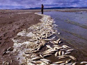 Ikan di lautan mati akibat hujan asam yang terjadi.