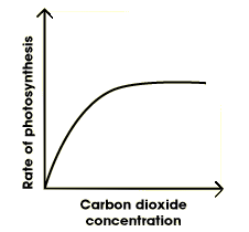 grafik laju fotosintesis terhadap kadar karbondioksida