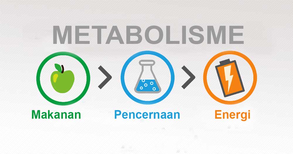 Pengertian metabolisme dan proses metabolisme serta fungis metabolisme