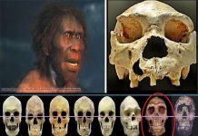 Belajar sejarah manusia purba homo erectus Pithecantrophus mojokertensis