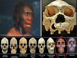 Belajar sejarah manusia purba homo erectus Pithecantrophus mojokertensis