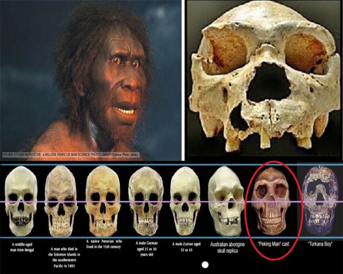 Belajar sejarah manusia purba homo erectus Pithecantrophus mojokertensis