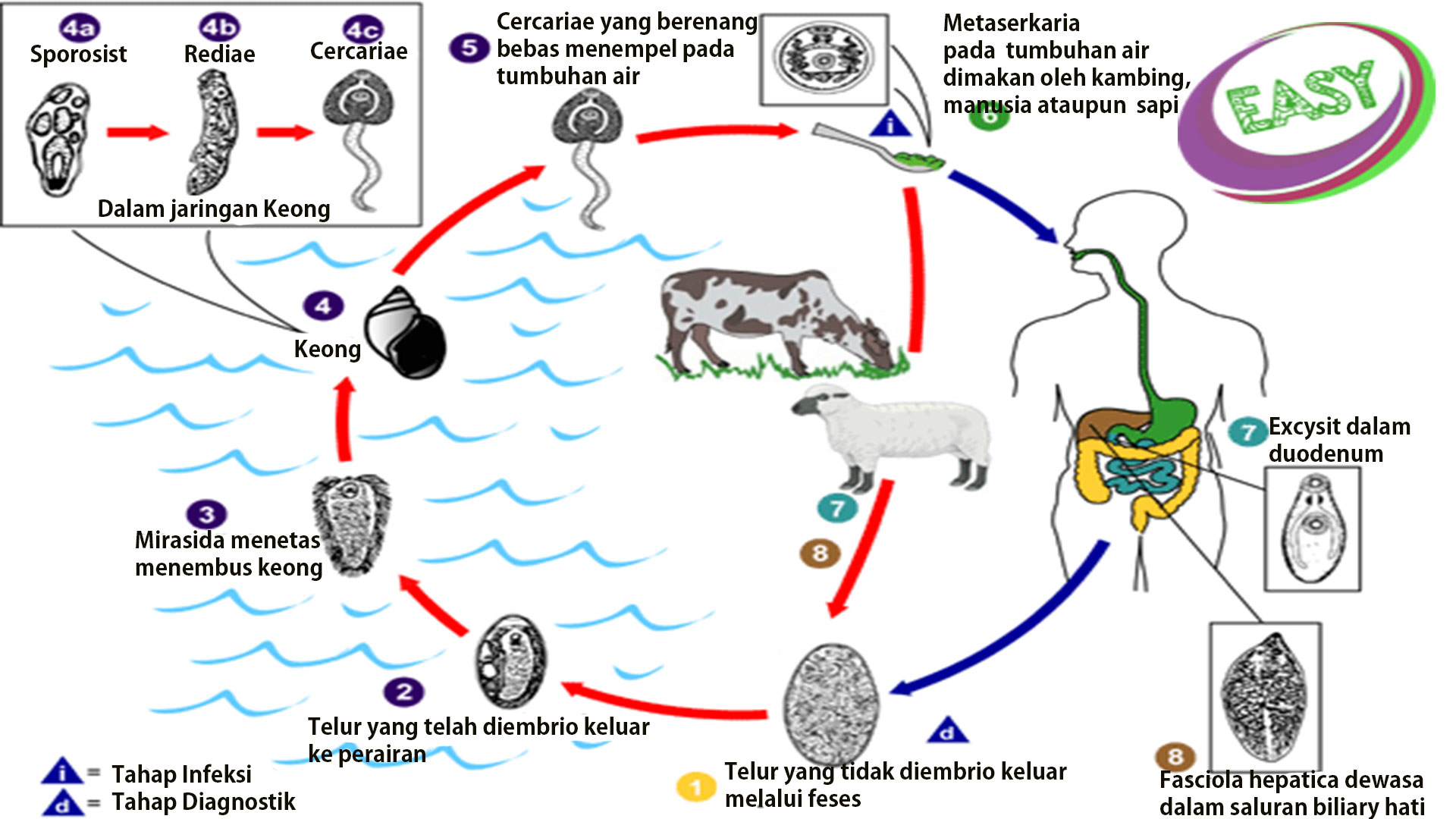 Pengertian Platyhelmintes Ciri Ciri Reproduksi Siklus  
