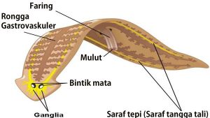 Struktur tubuh cacing pipih platyhelmintes