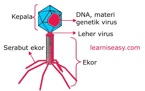 pengertian virus, ciri ciri virus, contoh virus, definisi virus