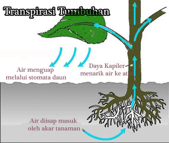 Pengertian transpirasi tumbuhan dan fungsi transpirasi tumbuhan