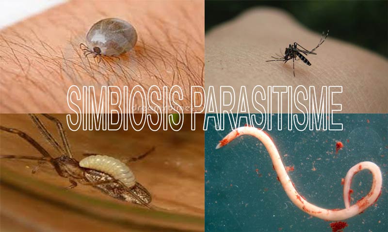 Pengertian simbiosis parasitisme dan contohnya