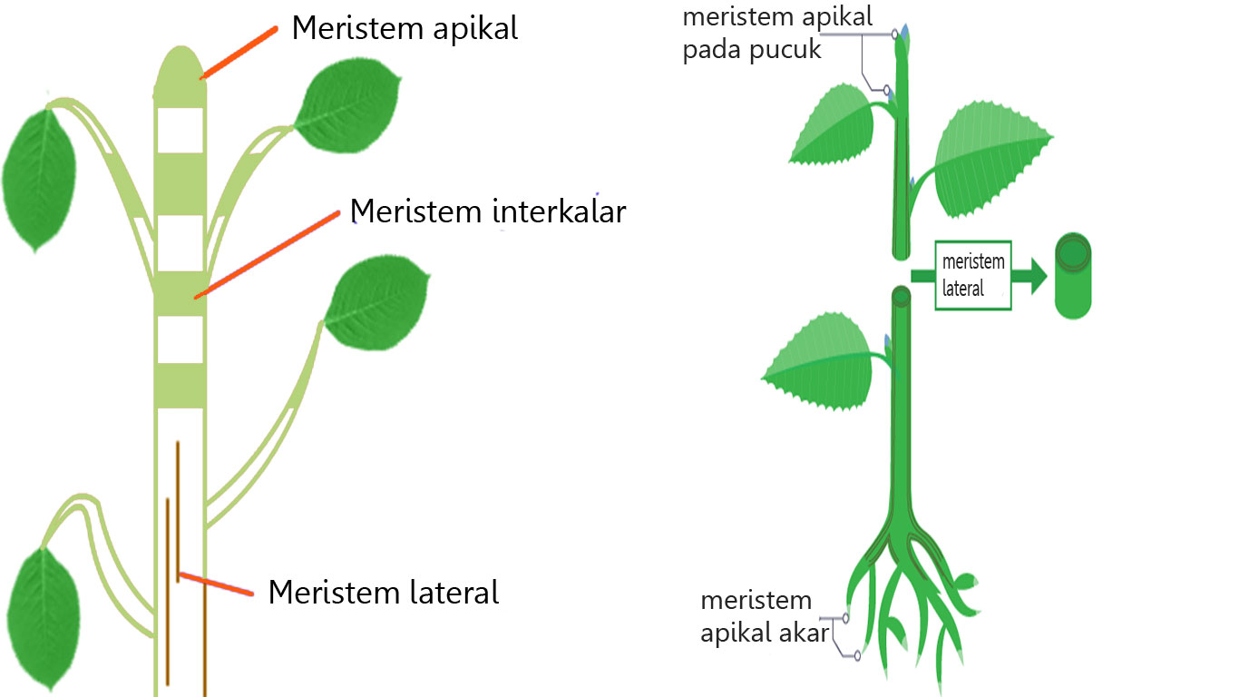 Tujuan dihilangkannya jaringan meristem primer di ujung bagian tumbuhan adalah agar tumbuhan tersebu