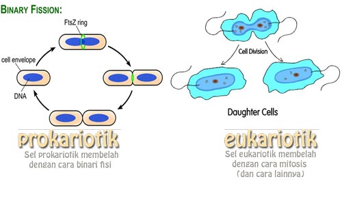 perbedaan sel prokariotik dan eukariotik cara pembelahan sel