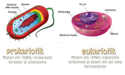 perbedaan sel prokarotik dan eukariotik dan penjelasannya