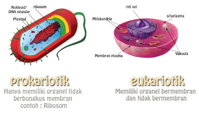 perbedaan sel prokariotik