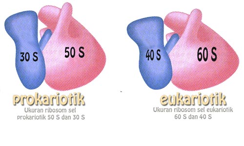 perbedaan sel prokariotik dan eukariotik berdasarkan ukuran ribosom