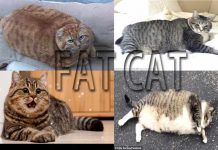 Effective and efficient ways to gain your cat weight