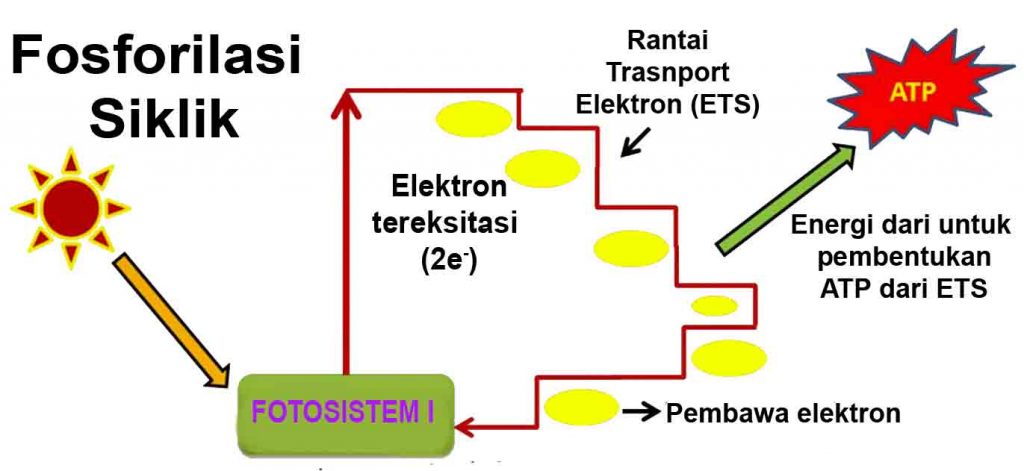 Fosforilasi Siklik yang terjadi pada fotosistem II. Reaksi Terang fotosintesis
