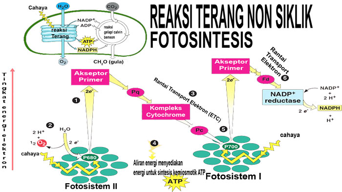 skema reaksi terang fotosintesis : Proses fotosintesis