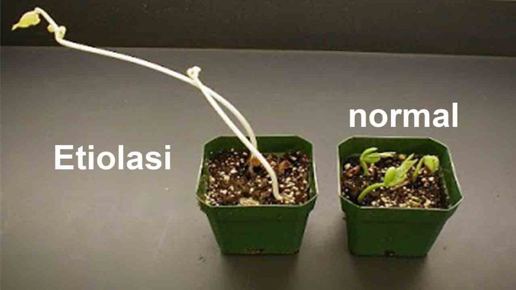 Gambar - Proses etiolasi yang terjadi pada kecambah tanaman 