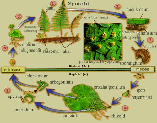 Metagenesis Tumbuhan Paku dan Skema Metagenesis Paku