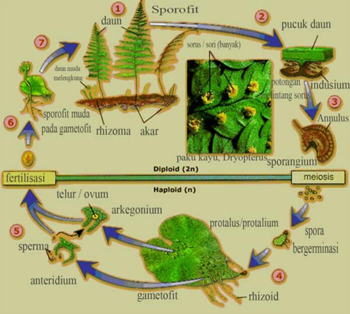Metagenesis tumbuhan paku dan skema metagenesisMetagenesis tumbuhan paku dan skema metagenesis