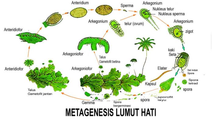 Skema metagenesis lumut hati Marchantia polymorpha