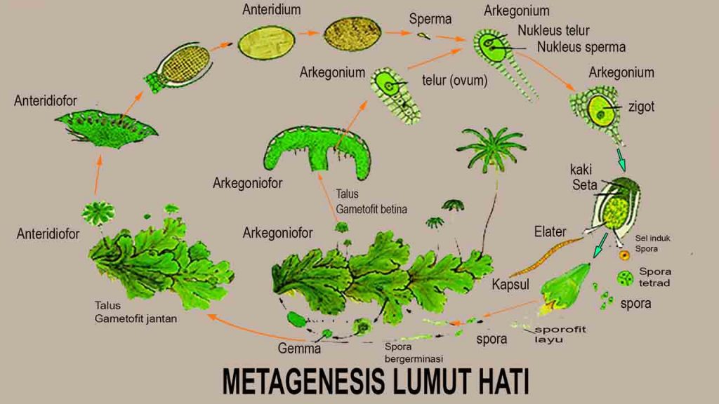 Skema metagenesis lumut hati Marchantia polymorpha 
