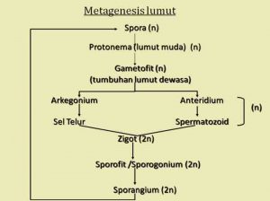 Skema metagenesis Lumut Homotalus dan Umum