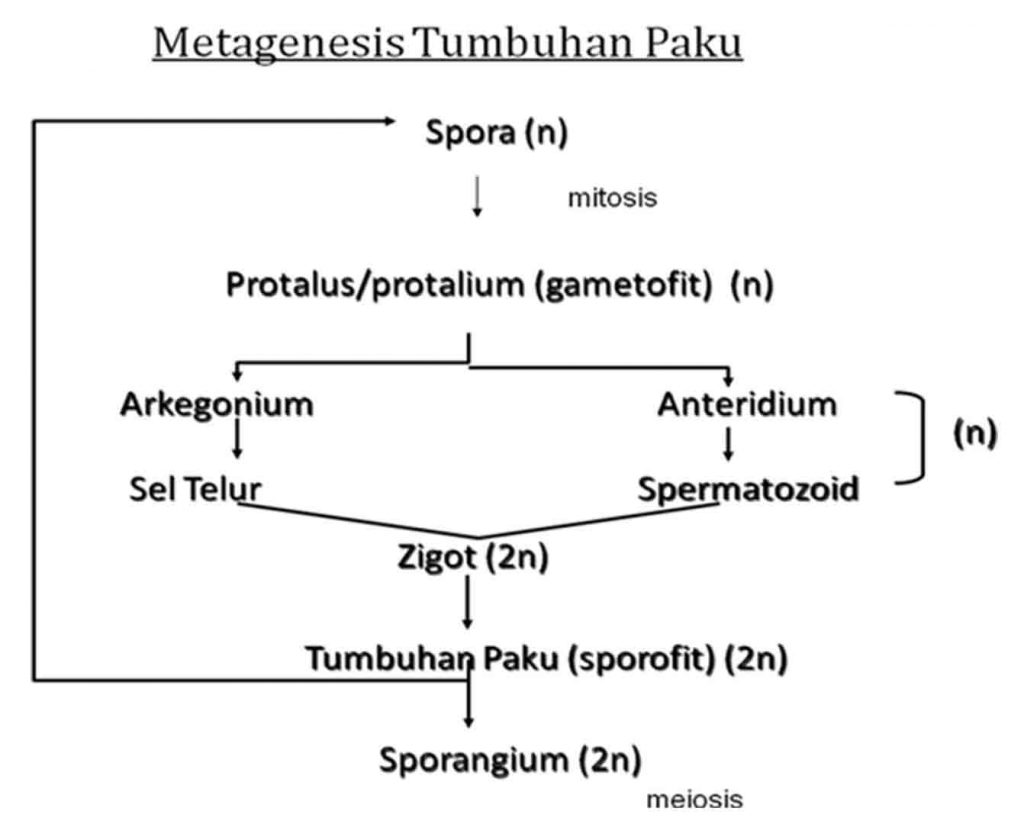 Skema metagenesis paku contoh metagenesis pada paku
