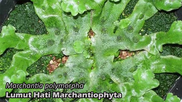 Contoh lumut hati Marchantia polymorpha