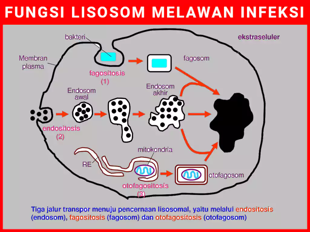 Fungsi liososom dalam melawan infeksi dan menghancurkannya