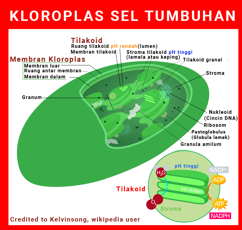 kloroplas sel tumbuhan dan struktur kloroplas