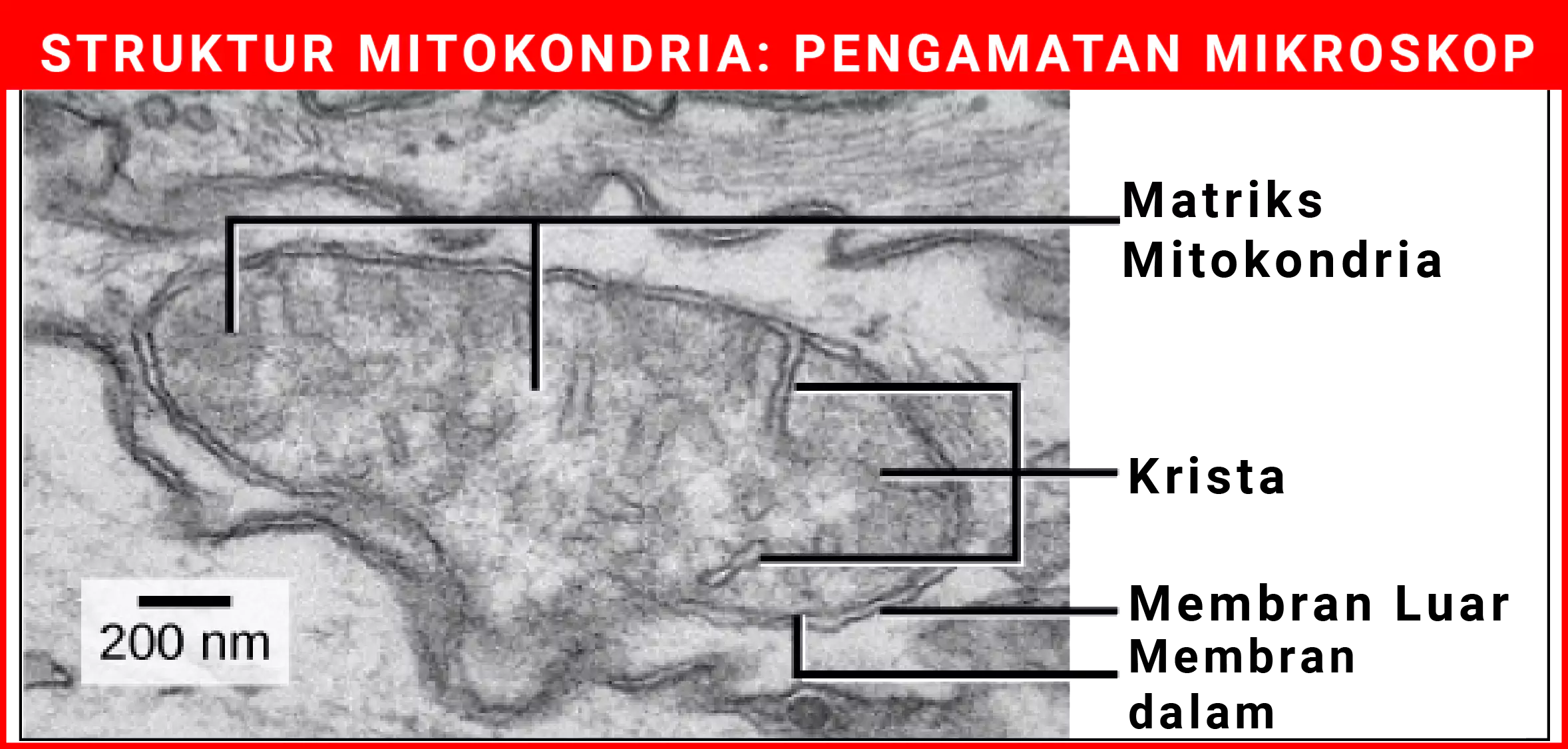 struktur mitokondria pengamatan mikroskop