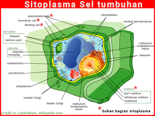 Sitoplasma sel tumbuhan dan fungsi sitoplasma sel tumbuhan