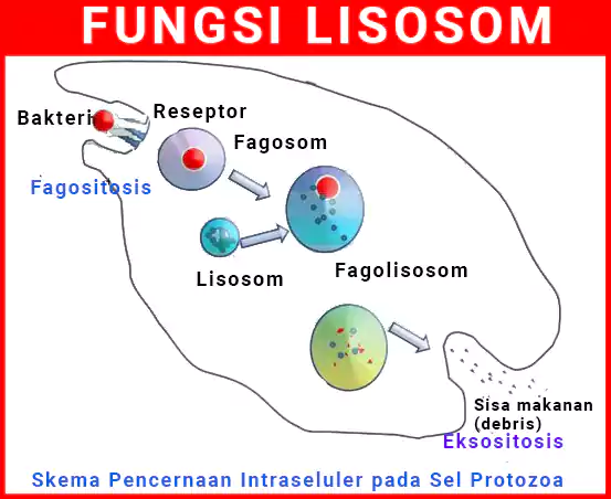 Lisosom merupakan organel kecil yang dibungkus membran dan berisi