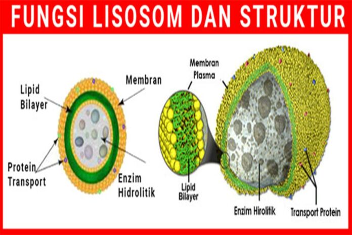 Fungsi lisosom dan struktur lisosom