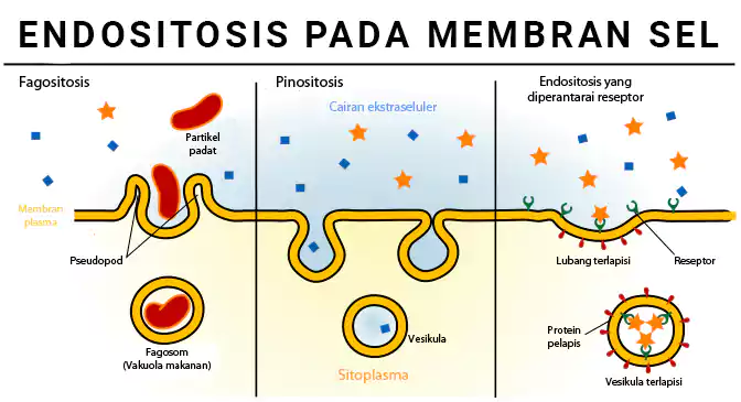 Fungsi membran sel dalam endositosis