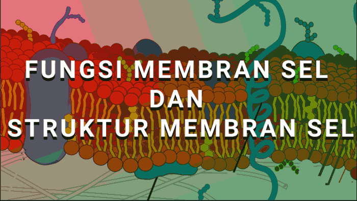 fungsi membran sel