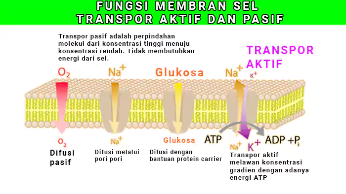 fungsi membran sel transpor pasif dan aktif