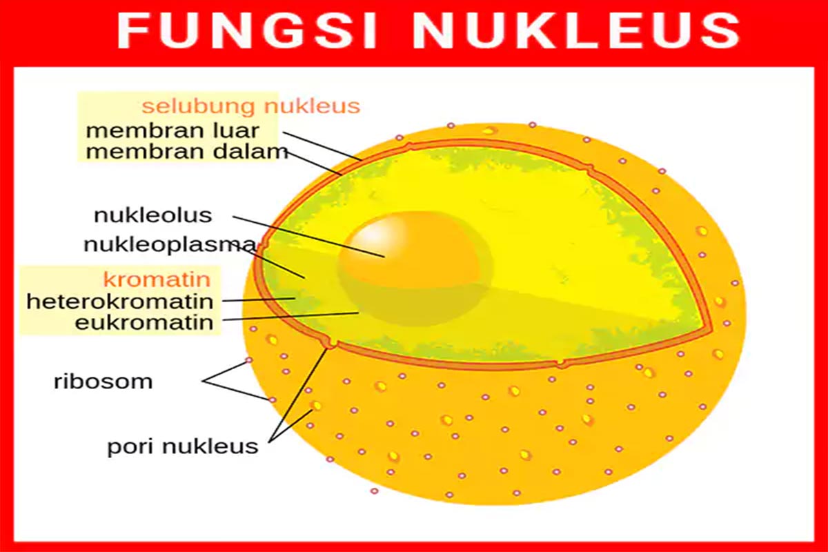 Fungsi nukleolus pada sel hewan