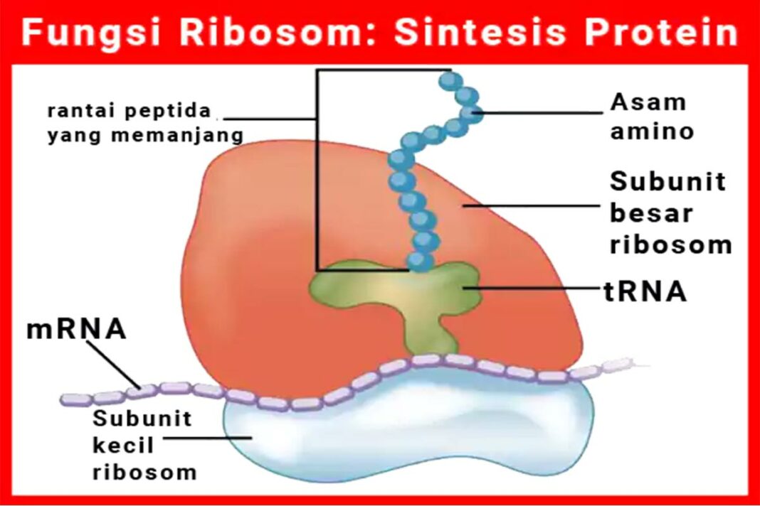 Fungsi Ribosom Pada Sel Tumbuhan - Homecare24