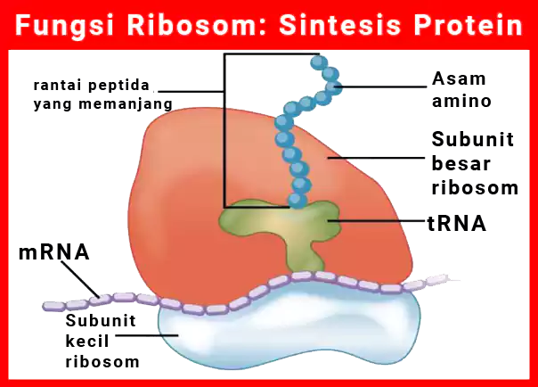 fungsi ribosom dalam sintesis protein