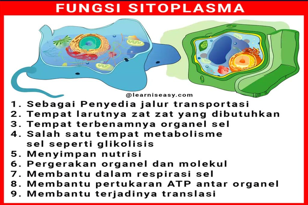 fungsi-sitoplasma