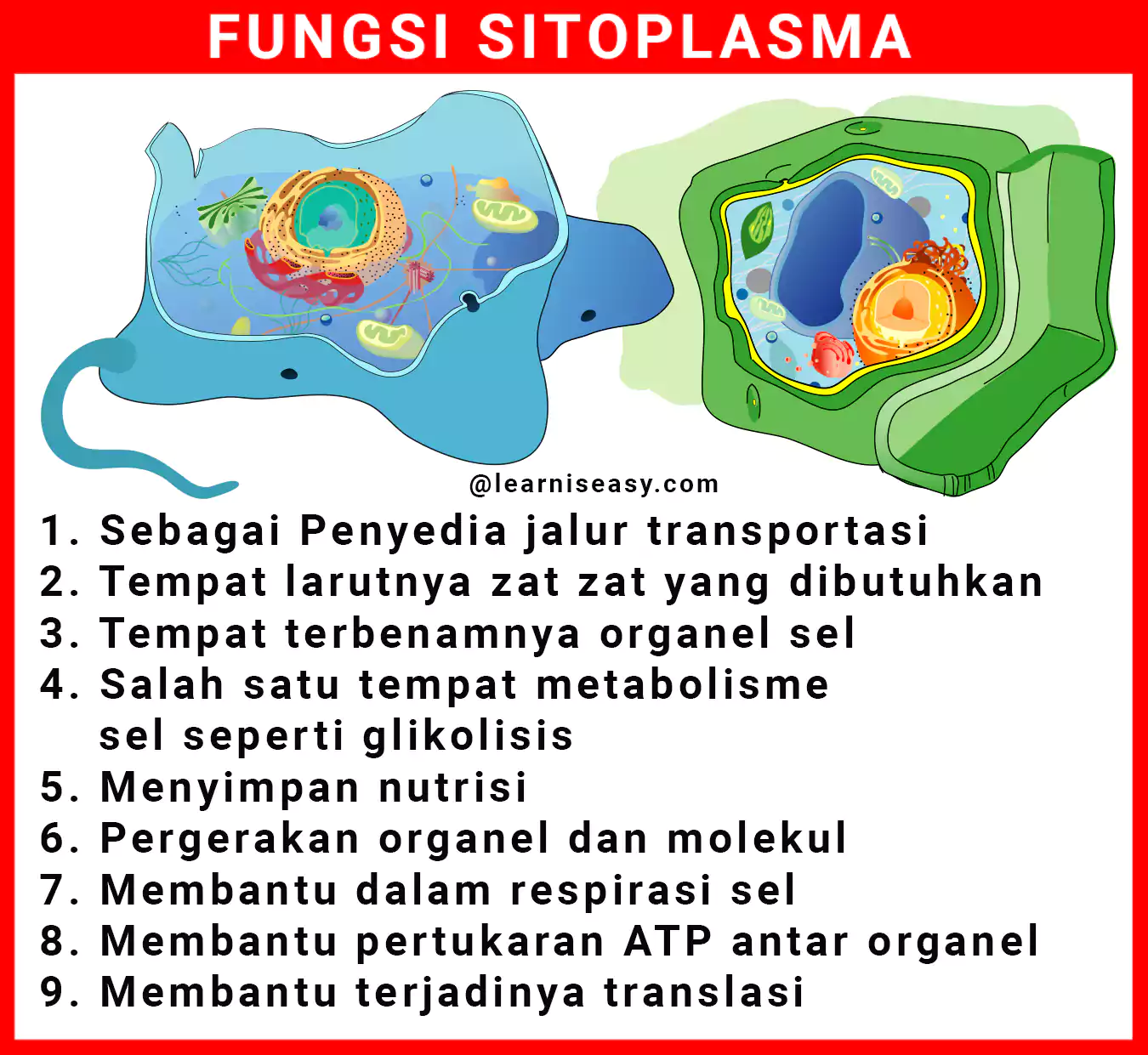Fungsi sitoplasma pada sel hewan dan sel tumbuhan