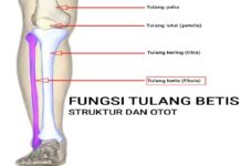 fungsi tulang betis dan struktur tulang betis