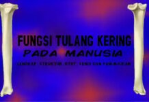 fungsi tulang kering pada manusia