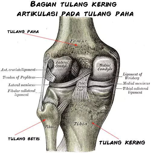 struktur tulang kering bagian proksimal dan sendi di paha