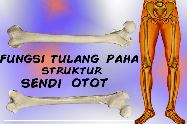 fungsi tulang paha dan struktur sendi otot
