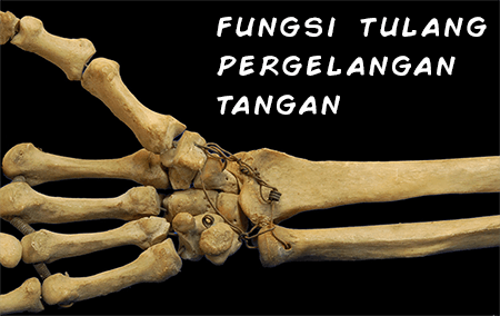 fungsi tulang pergelangan tangan manusia