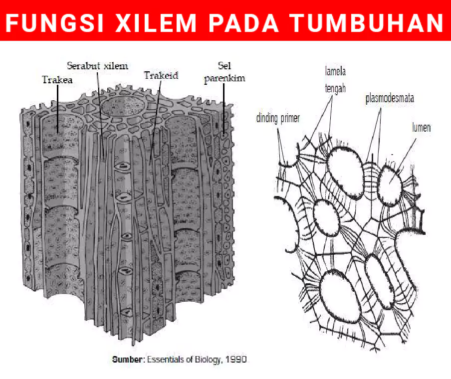 Pada disebut tumbuhan pembuluh jaringan tapis Fungsi Xilem