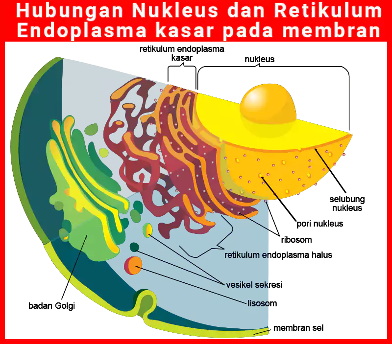 hubungan nukleus dan retikulum endoplasma fungsi nukleus
