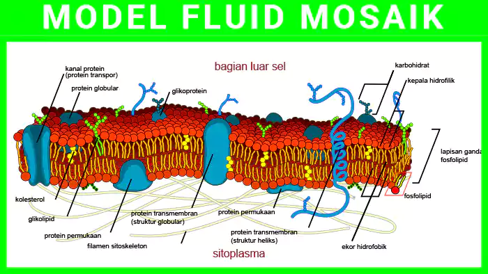 model mosaik fluid membran sel